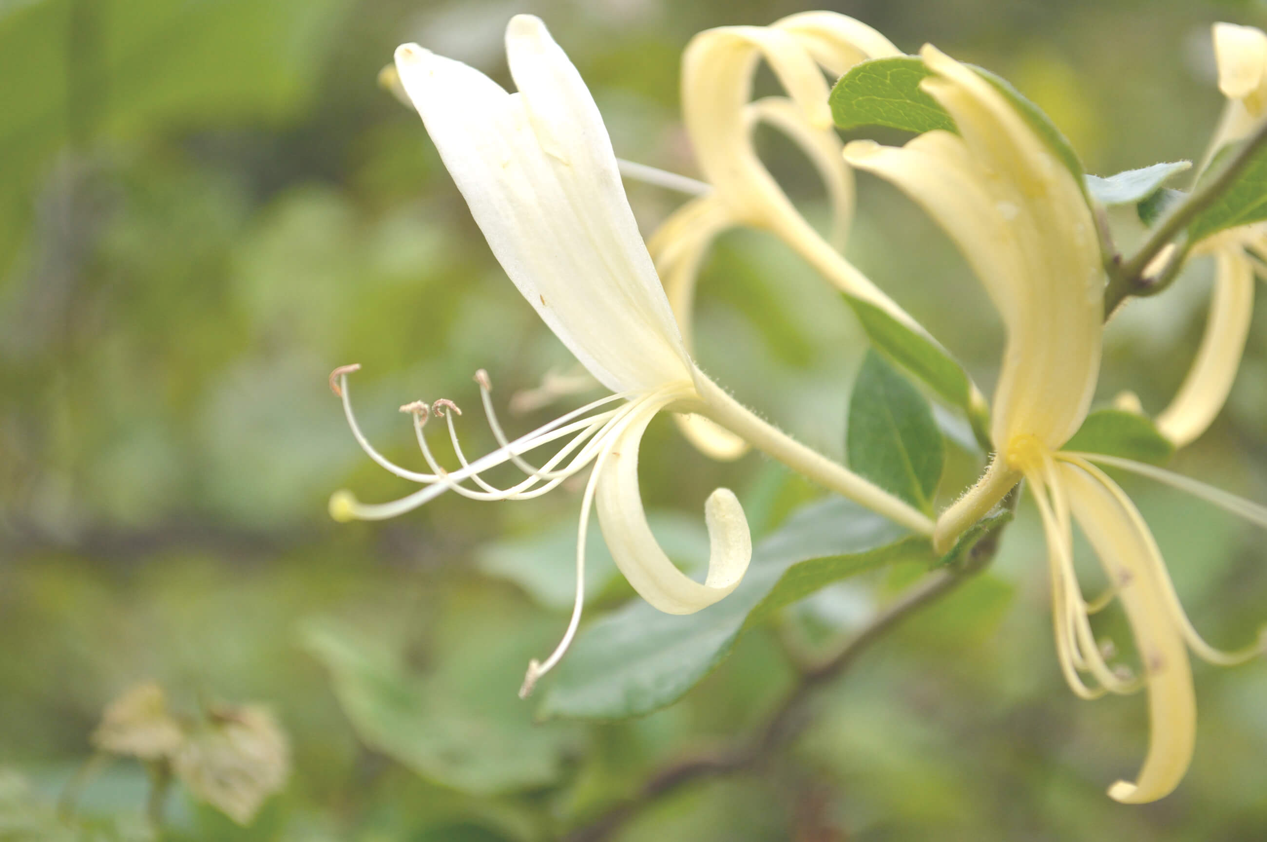 Japanese Honeysuckle