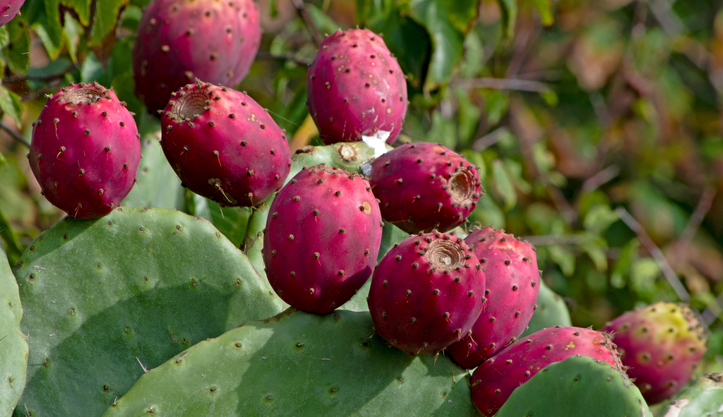 Prickly Pear Cactus Antioxidant Effects And Other