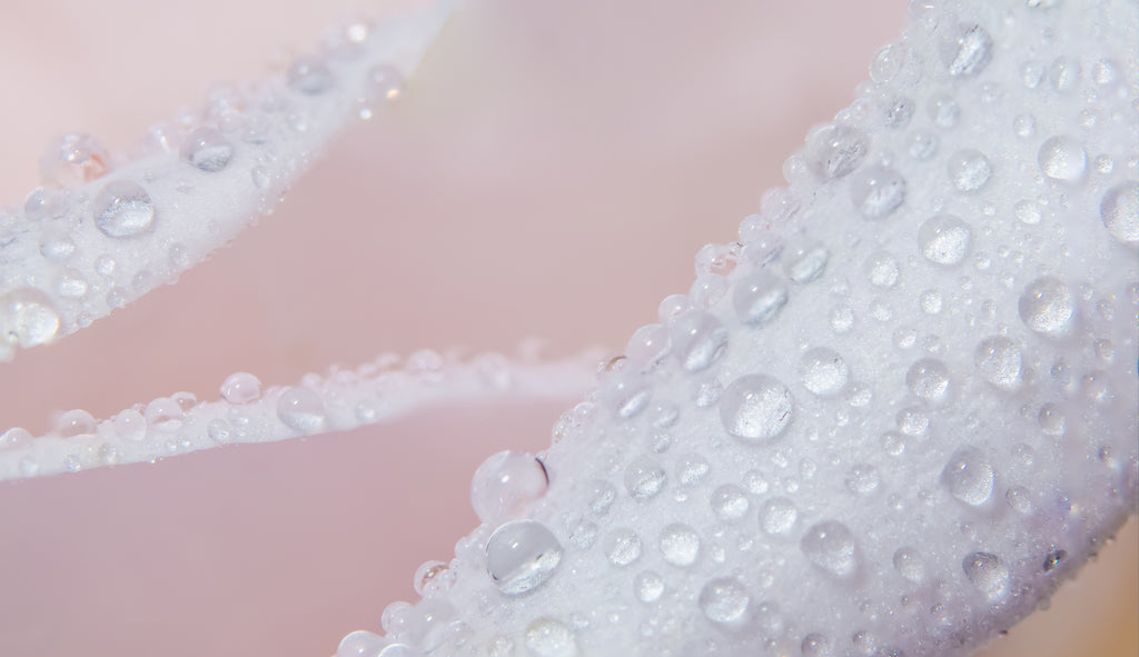 Rose Water Droplets