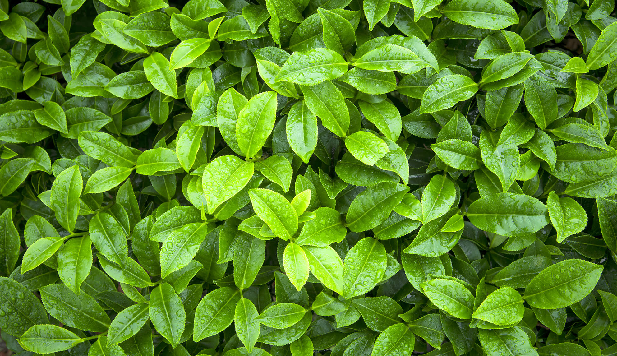 Green tea leaves