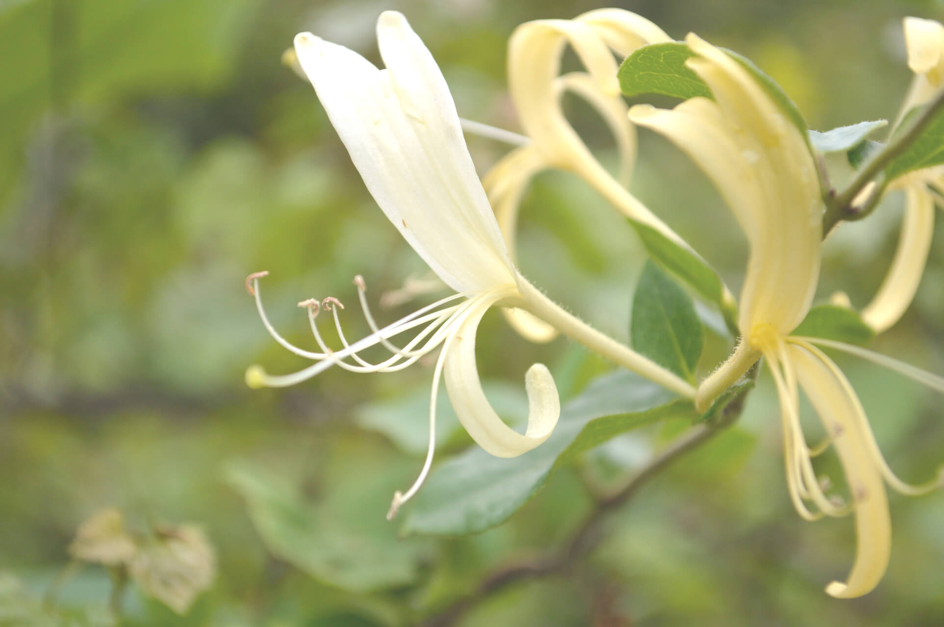 Honeysuckle Tree