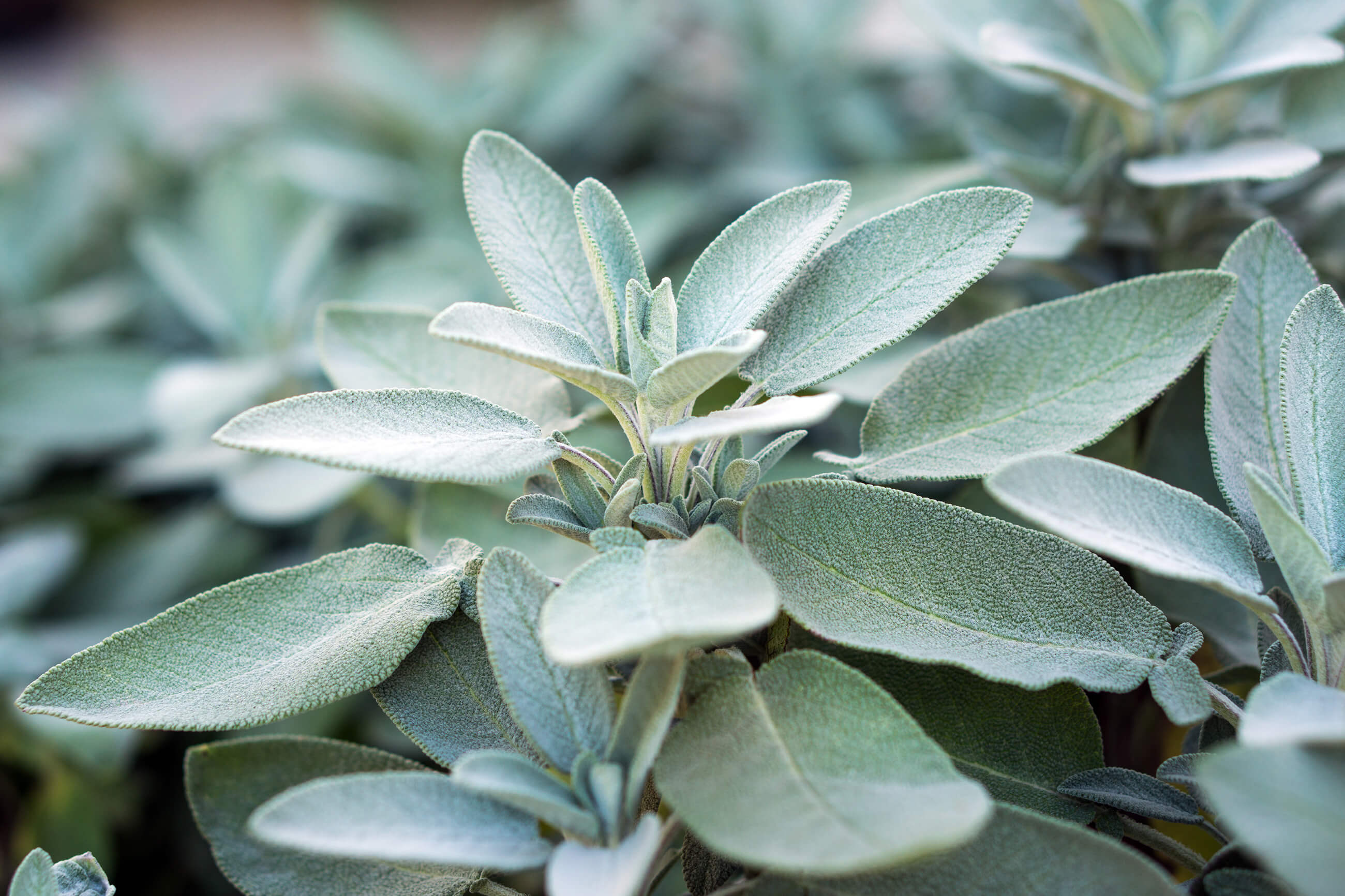 Sage Plant