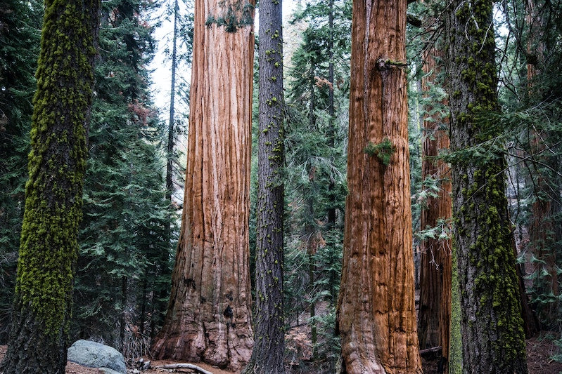 Towering sequoia trees