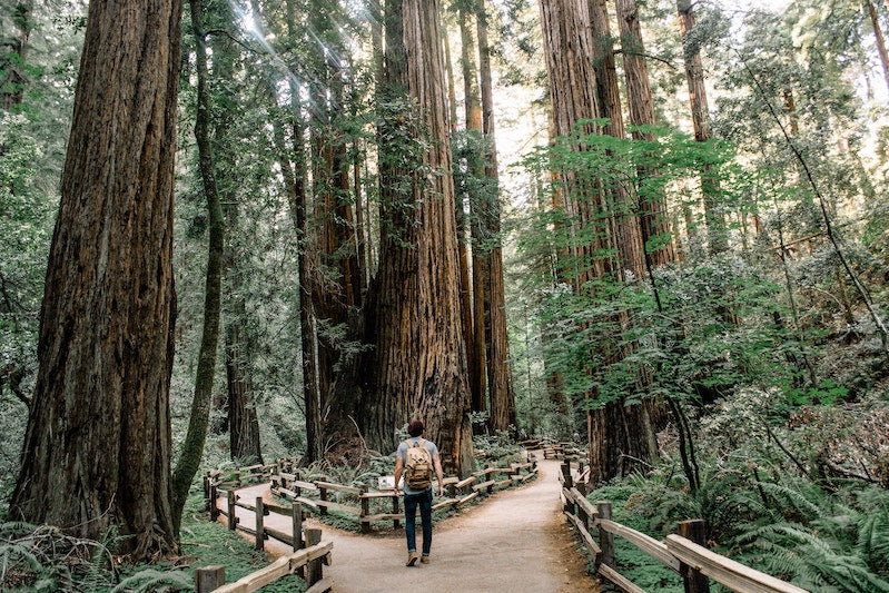 Person hiking on trail beneath tall redwood trees