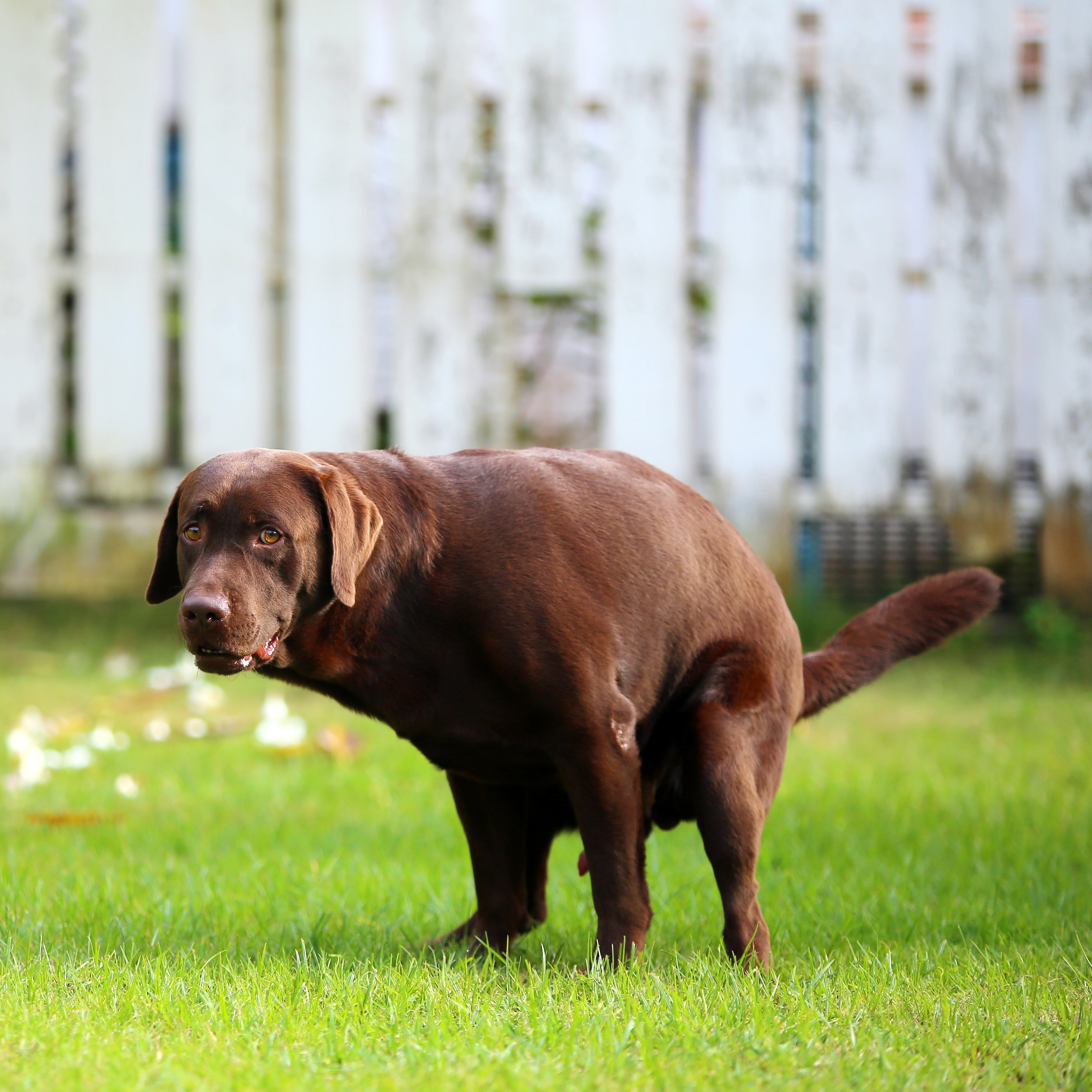 Dog that poops