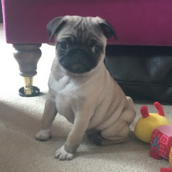 10 week old pug puppy