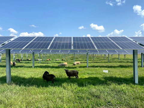 sheep grazing in a grassy field underneath solar panels