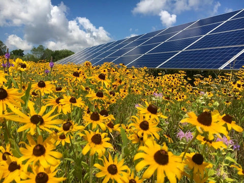 a field of sunflowers, with solar panels in the background