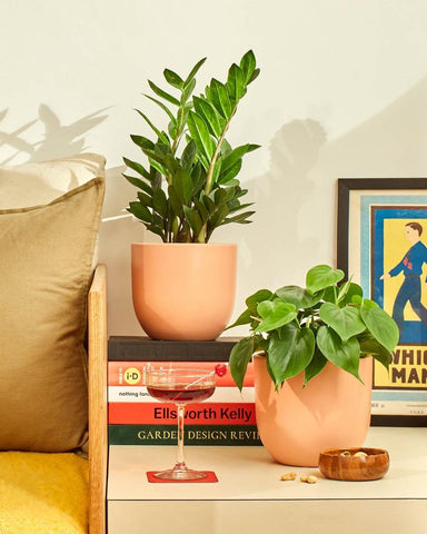 two plants in pots, on an end table with books, a framed art piece, and a cocktail