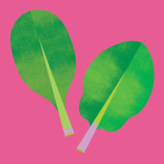 spinach illustration on a pink background