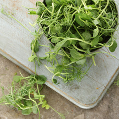 SESAME BURDOCK & PEA SHOOT SALAD