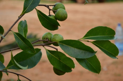 Bitterbark tree, Cherry mahogany