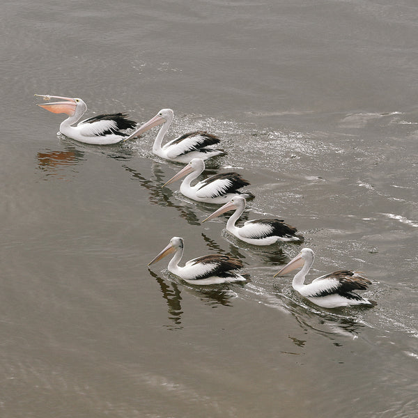 Pelicans feeding on Myall River