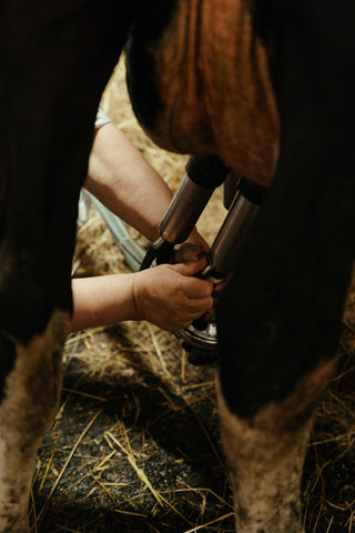 Machine Milking A Cow