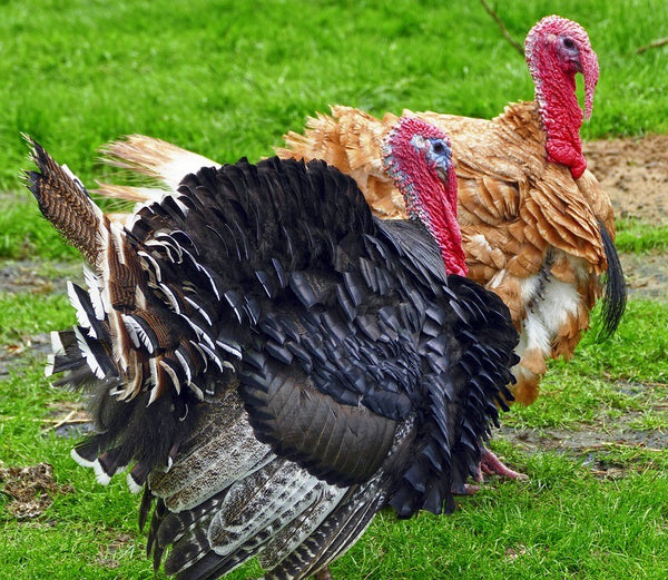 Where did the Turkey get its Name?