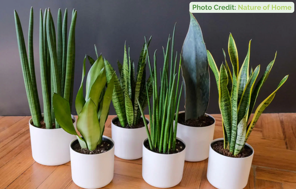 best plants for crested geckos snake plant