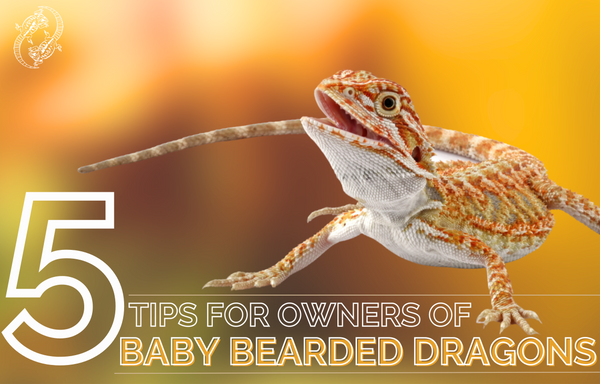 raising a bearded dragon