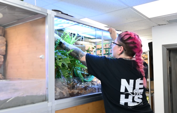 Animal Care Manager Kasey building a corn snake enclosure, Zen Habitats advanced care guides for corn snakes