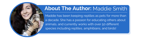 meet the author maddie smith