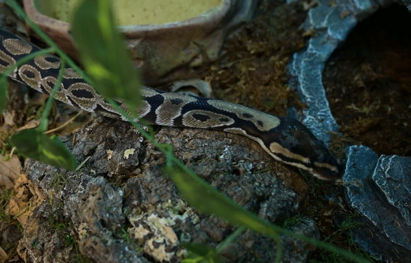 Ball Python in a Zen Habitats reptile enclosure, Zen Habitats 4x2x4 PVC reptile enclosure for ball pythons and other snakes