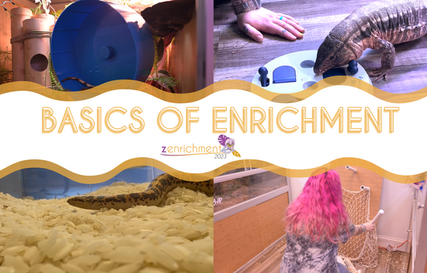 Enriching Your Reptiles Life - Basics of Providing Enrichment For Your Reptiles, bearded dragons, snakes, tegu, blue otngued skink