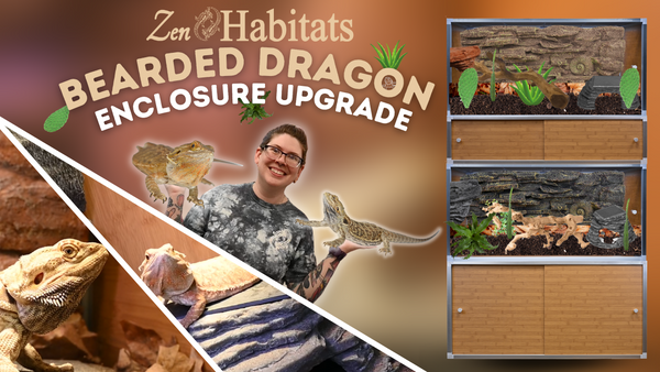 bearded dragon bioactive enclosure upgrade beardie zen habitats