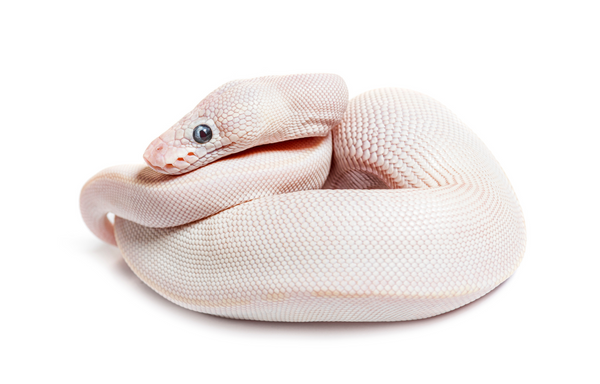 Pålidelig godtgørelse let Most Popular Ball Python Morphs | Top 10 Must See! – Zen Habitats
