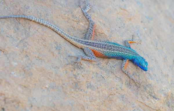 Broadley_s_Flat_Lizard, 15 Colorful Pets You Can Own