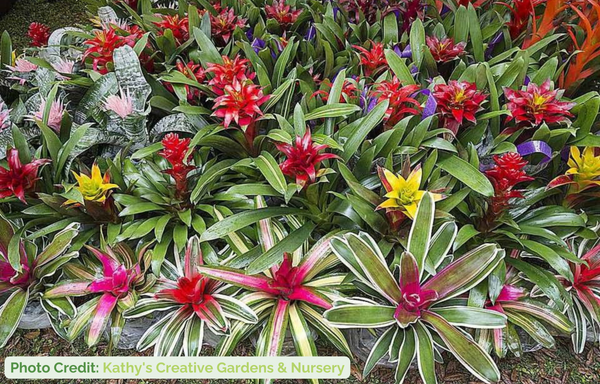 best plants for crested geckos bromeliads
