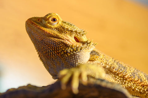 chi the bearded dragon a zen habitats ambassador pet. So what's the best substrate for bearded dragons?
