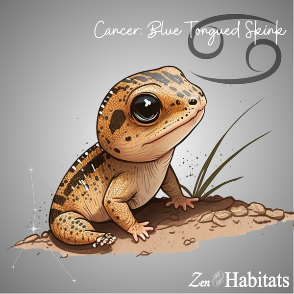 cancer blue tongue skink blue tongued skink reptile zodiac sign by Zen Habitats