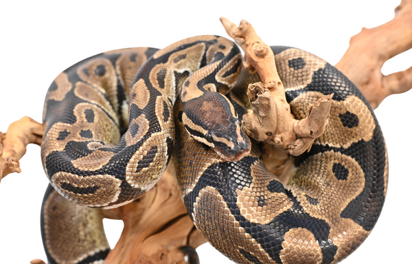 Should I Get A Ball Python As A Pet? – Reptilinks