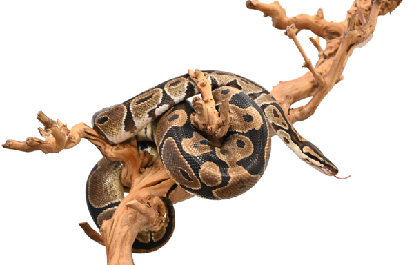 ball python care guides, ball python care sheets provided by reptifiles and Zen Habitats