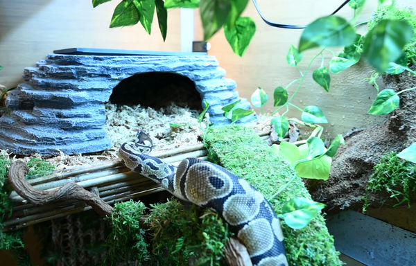 Check out more of Zen Habitats care sheets directly on the Zen Habitats website. Zen Habitats creates care sheets to learn more about your reptile pet