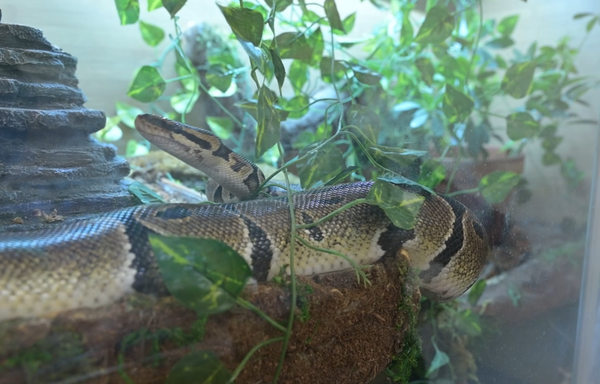 Chip the ball python in his 4x2x4 Zen Habitats enclosure