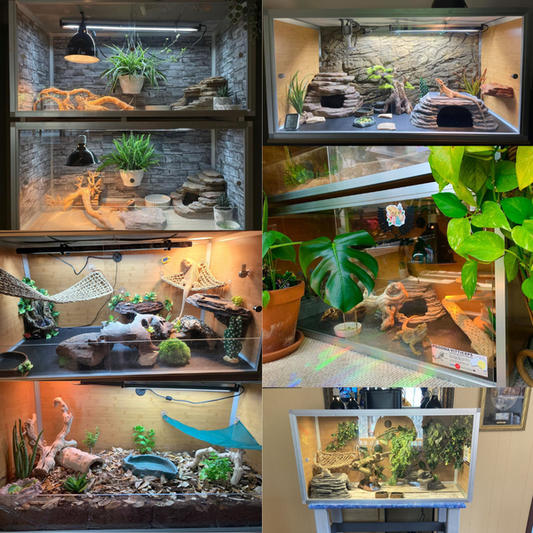 bearded dragon enclosures