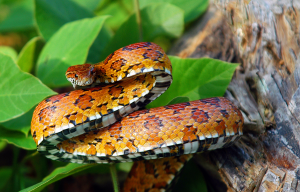 Corn Snake In the wild, complete guides for Corn Snakes. Zen Habitats Reptile care guides and more on corn snakes!