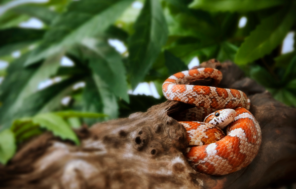 Corn Snake inside a log, Complete guides and care guides for corn snakes. Zen Habitats reptile care guides and more on corn snakes!