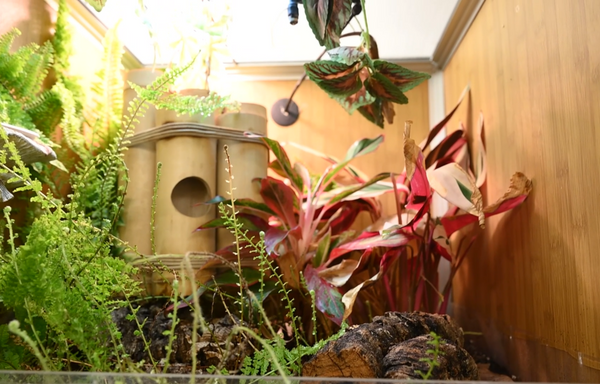 Complete Humidity and Hydration Guide For Crested Geckos – Zen Habitats