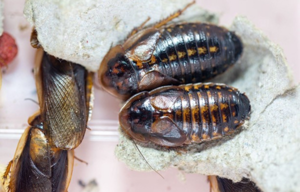 Dubia_Roach, superfoods for reptiles