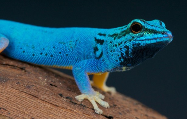 Electric_Blue_Day_Gecko