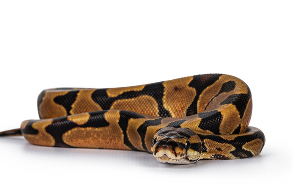 Enchi Ball Python