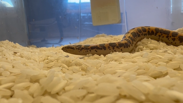 Cheese the Sand Boa on a bed of rice, which promotes natural digging opportunities for snakes