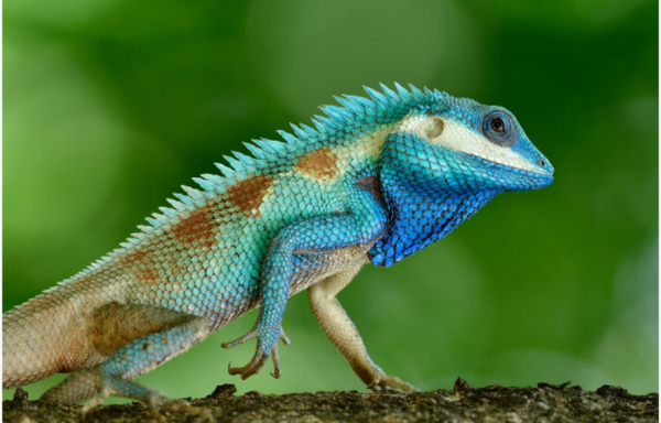 Indo-Chinese_Forest_Lizard