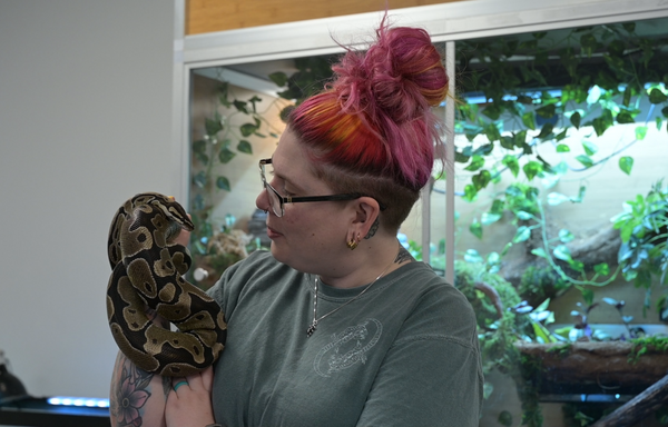 Animal Care Manager Kasey holding ball python in front of ball python reptile enclosure