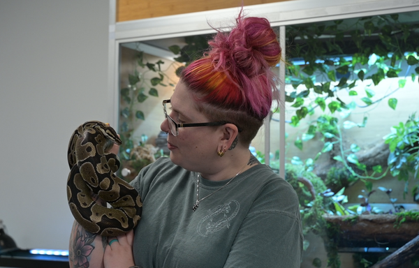 Kasey Zen habitats animal care manager holding chip the ball python snake. Zen Habitats create reptile enclosure that are perfect for ball pythons