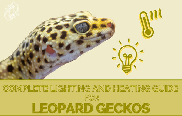 leopard gecko setup
