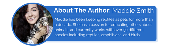 About the author: Maddie Smith Maddie has been keeping reptiles as pets for more than a decade. She has a passion for educating others about animals, and currently works with over 50 different species including reptiles, amphibians, and birds!