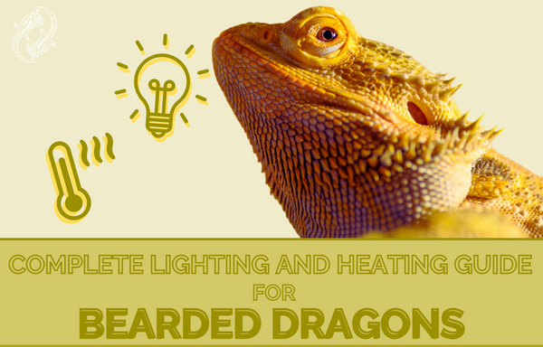 Litterær kunst prins Inspektion Bearded Dragon Complete Lighting and Heating Guide – Zen Habitats