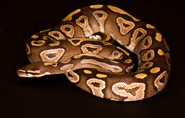 Mojave Ball Python